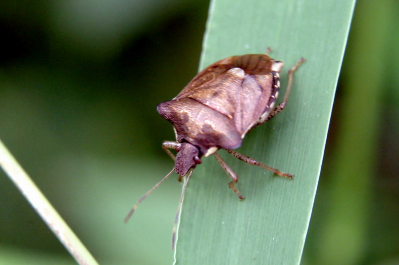 Shieldbug (species unknown) {!--노린재 종류-->; DISPLAY FULL IMAGE.