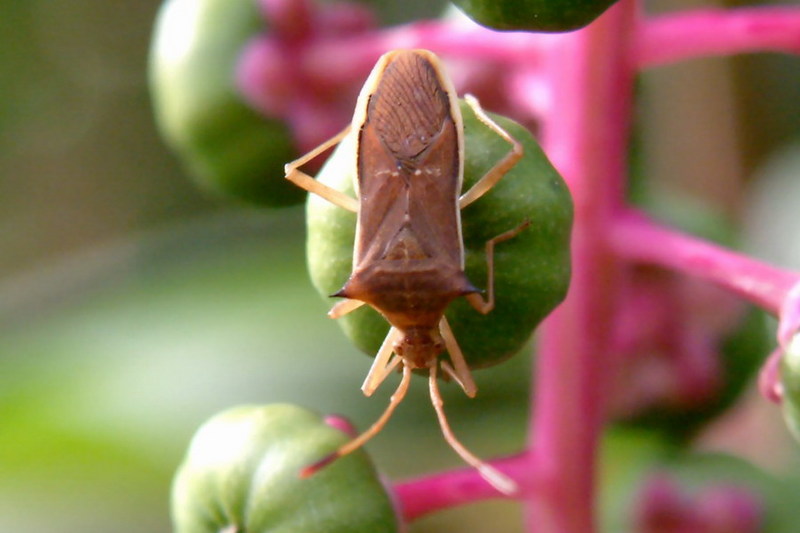 Cletus schmidti (Squash Bug) {!--우리가시허리노린재-->; DISPLAY FULL IMAGE.