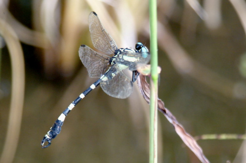 Onychogomphus ringens (Dragonfly) {!--잠자리:갈구리측범잠자리(노란측범잠자리)-->; DISPLAY FULL IMAGE.
