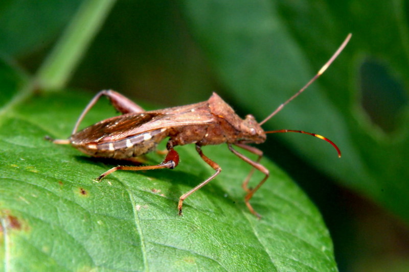 Riptortus clavatus (Bean Bug) {!--톱다리개미허리노린재-->; DISPLAY FULL IMAGE.