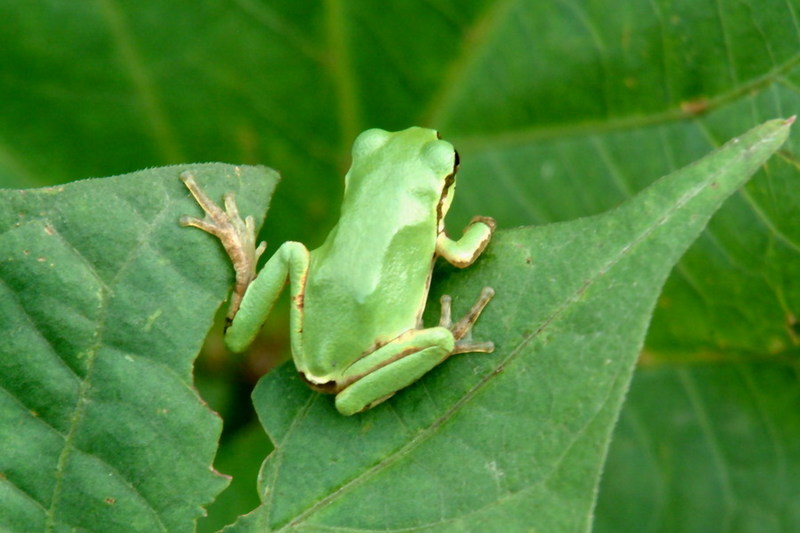 Hyla arborea japonica (Far Eastern Treefrog) {!--청개구리-->; DISPLAY FULL IMAGE.