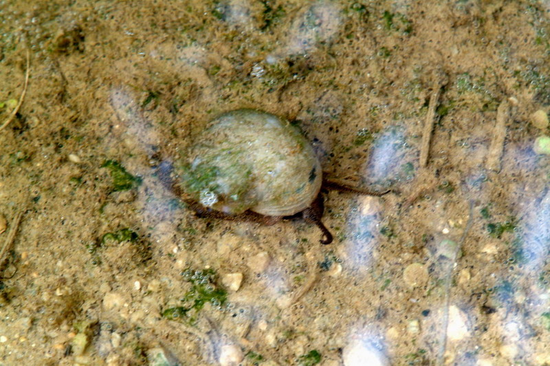 Korean Pond Snail (Species unknown) {!--우렁이 종류-->; DISPLAY FULL IMAGE.