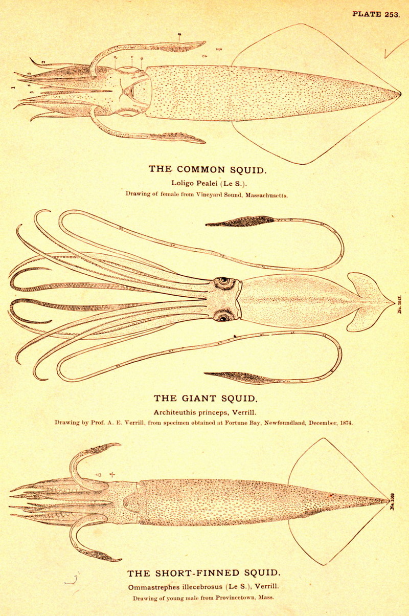 Common Squid, Giant Squid, Short-Finned Squid {!--오징어류-->; DISPLAY FULL IMAGE.