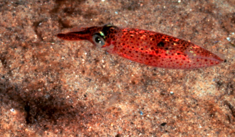 Short-finned Squid (Illex illecebrosus) {!--포크랜드오징어-->; DISPLAY FULL IMAGE.