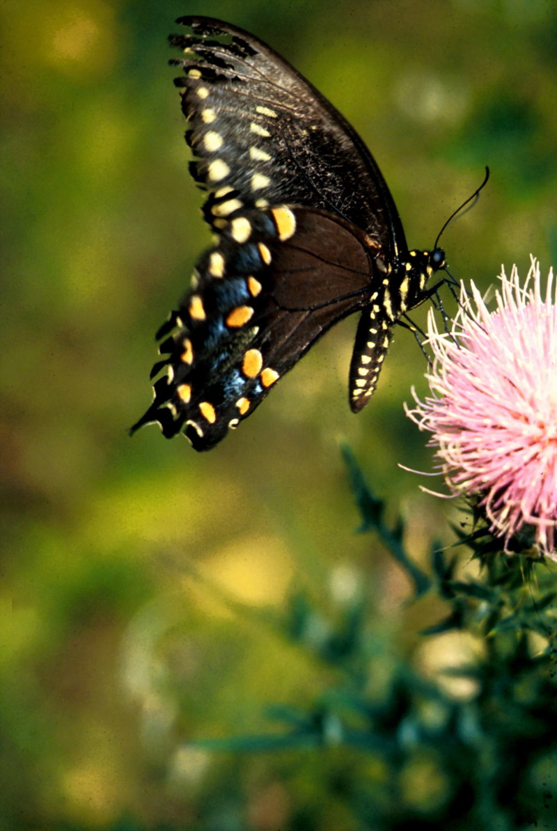 Swallowtail Butterfly (Papilionidae) {!--호랑나비과(북아메리카)-->; DISPLAY FULL IMAGE.