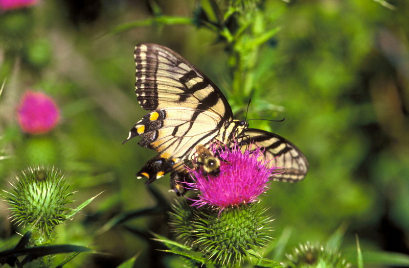 Swallowtail Butterfly (Papilionidae) {!--호랑나비과(북아메리카)-->; DISPLAY FULL IMAGE.