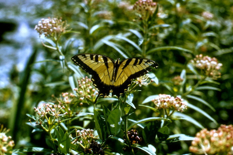 Tiger Swallowtail Butterfly (Papilio sp.) {!--호랑나비과(북아메리카)-->; DISPLAY FULL IMAGE.