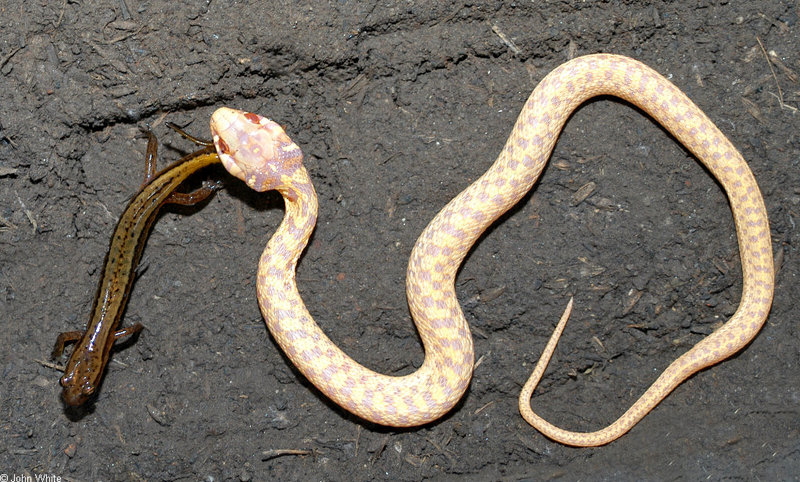 Albino Eastern Garter Snake with Northern Two-lined Salamander; DISPLAY FULL IMAGE.