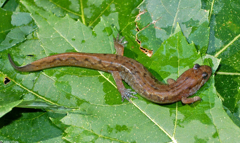 Northern Dusky Salamander (Desmognathus fuscus fuscus); DISPLAY FULL IMAGE.