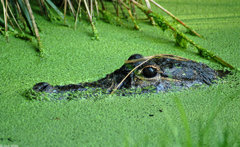 American Alligator (Alligator mississipiensis); DISPLAY FULL IMAGE.