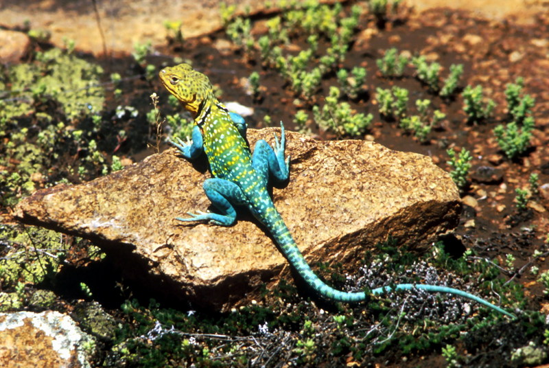 Collared Lizard (Crotaphytus collaris) {!--목무늬도마뱀-->; DISPLAY FULL IMAGE.
