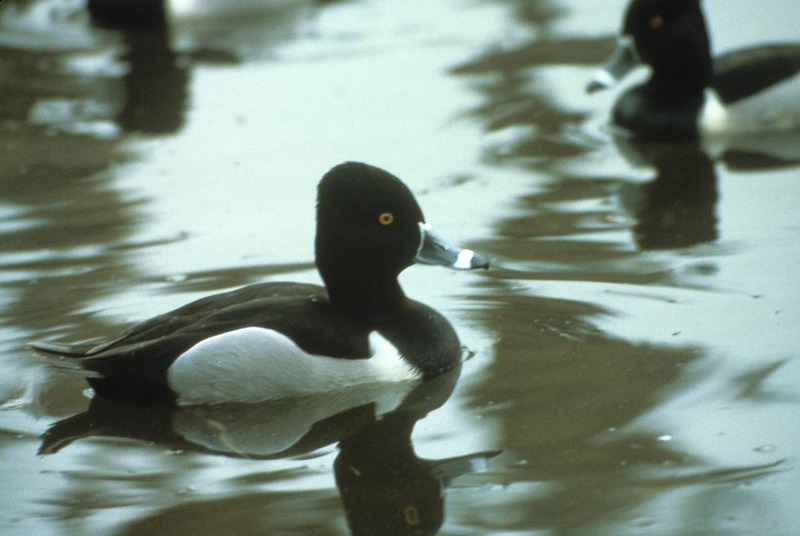 Ring-necked Duck (Aythya collaris) {!--목도리댕기흰죽지-->; DISPLAY FULL IMAGE.