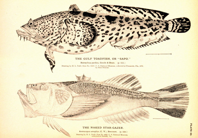 Gulf Toadfish & Naked Star-gazer {!--두꺼비고기과-->; DISPLAY FULL IMAGE.