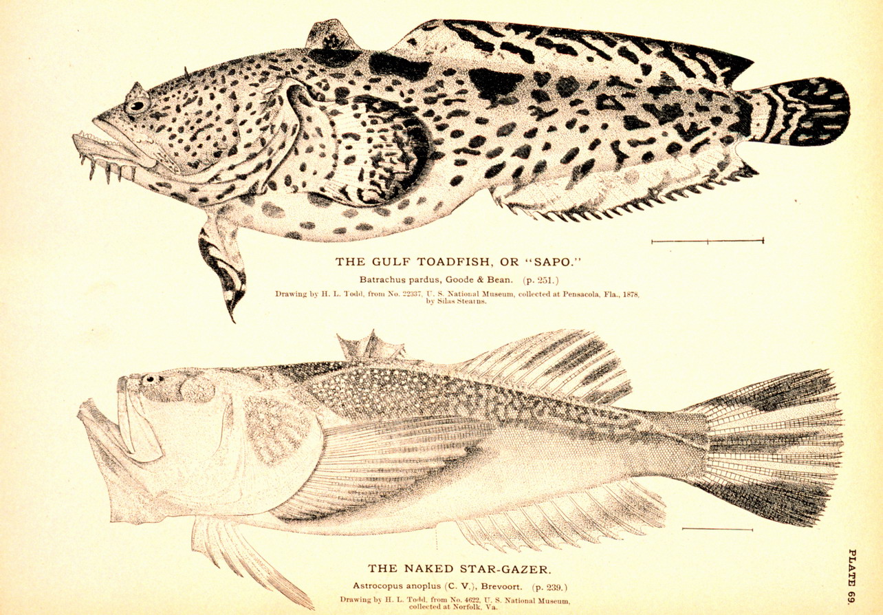 Gulf Toadfish & Naked Star-gazer {!--두꺼비고기과-->; Image ONLY