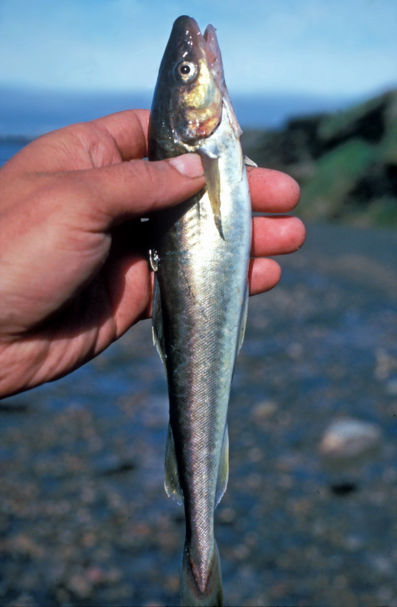 Arctic Cod (Arctogadus glacialis) {!--극지대구-->; DISPLAY FULL IMAGE.