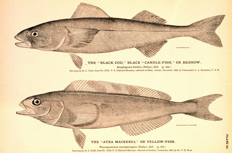 Black Cod & Atka Mackerel; DISPLAY FULL IMAGE.