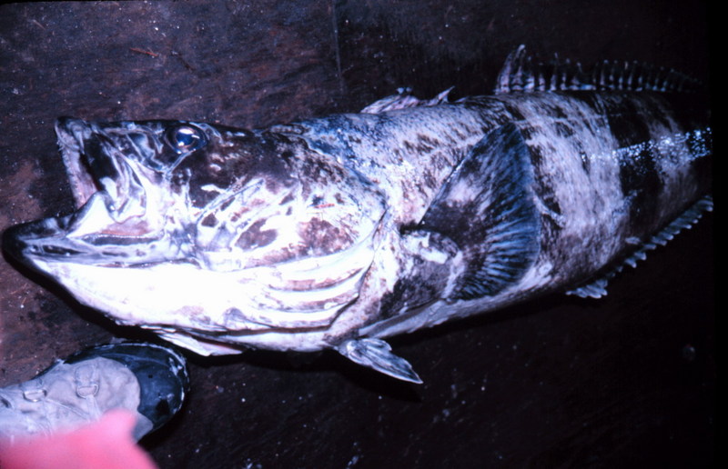 Giant Antarctic Cod / Antarctic toothfish (Dissostichus mawsoni) {!--남극이빨고기(남극대구)-->; DISPLAY FULL IMAGE.