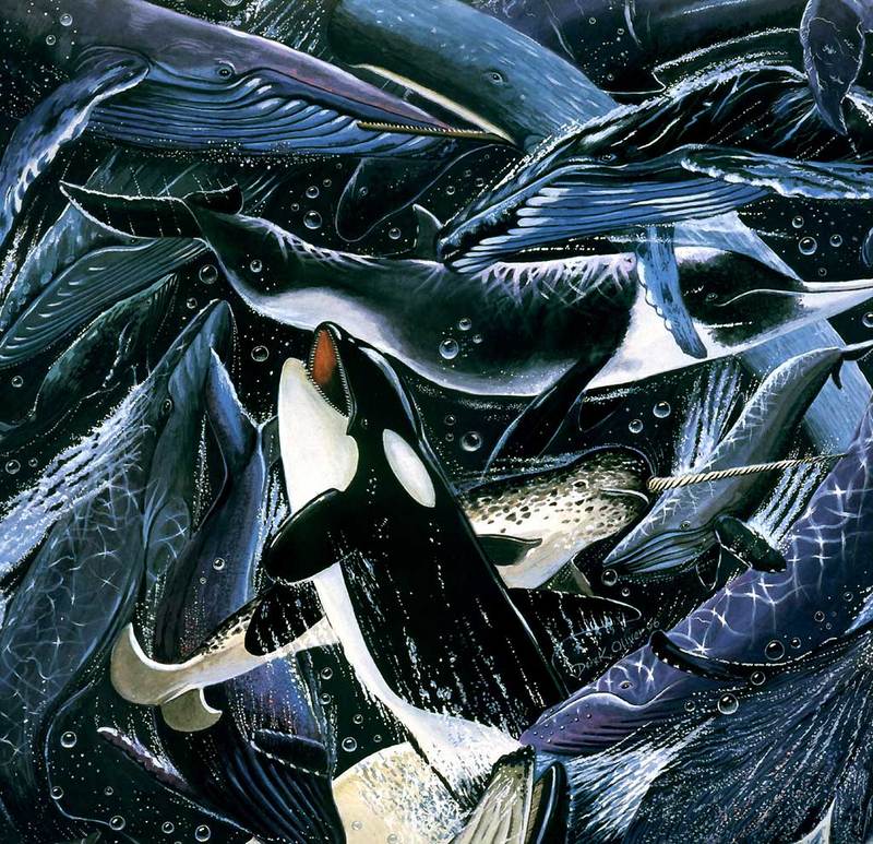 [Animal Awareness 1999 Calendar] January (Whales); DISPLAY FULL IMAGE.