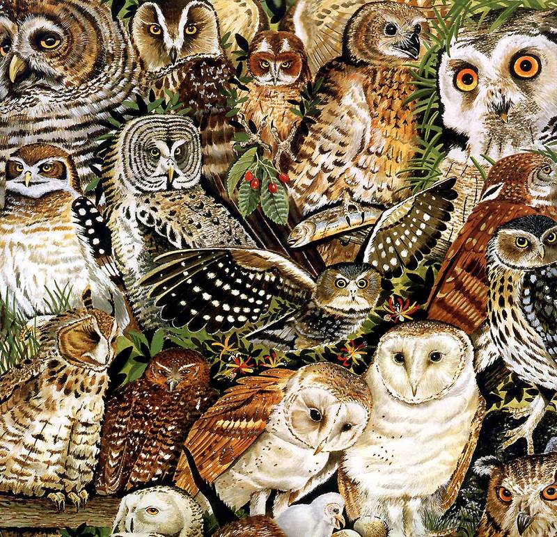 [Animal Awareness 1999 Calendar] June (Owls); DISPLAY FULL IMAGE.