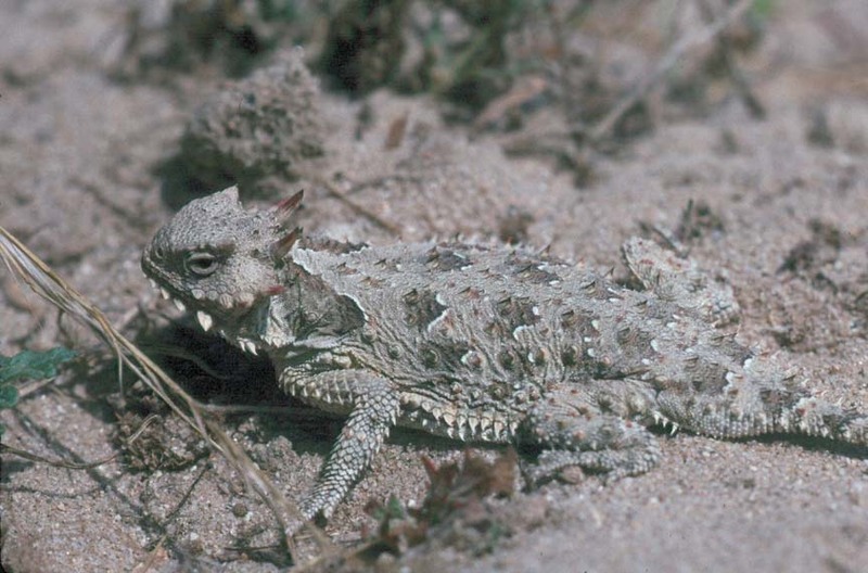 Coast Horned Lizard (Phrynosoma coronatum) {!--멕시코이구아나-->; DISPLAY FULL IMAGE.