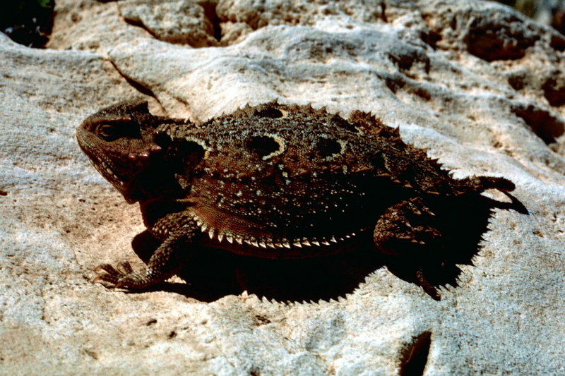 Pygmy Horned Lizard (Phrynosoma douglassii) {!--피그미뿔도마뱀-->; DISPLAY FULL IMAGE.