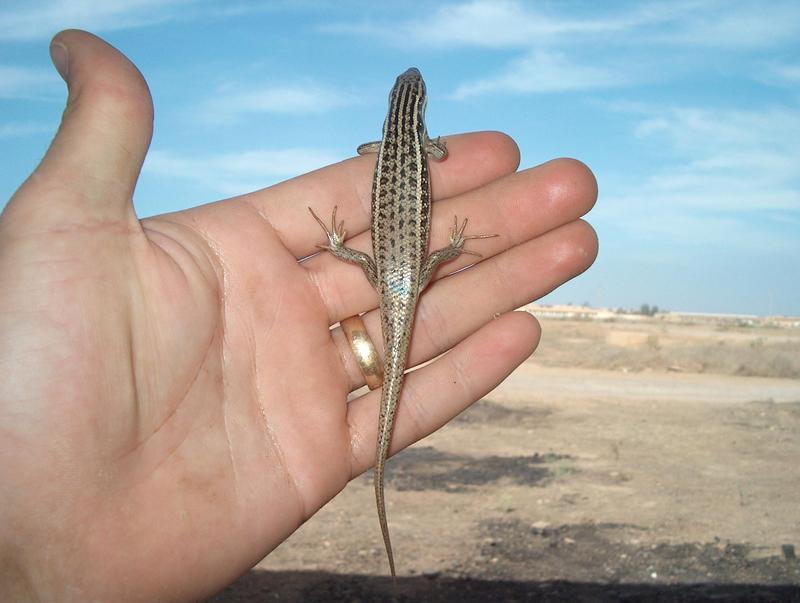 unknown lizard- Iraq; DISPLAY FULL IMAGE.