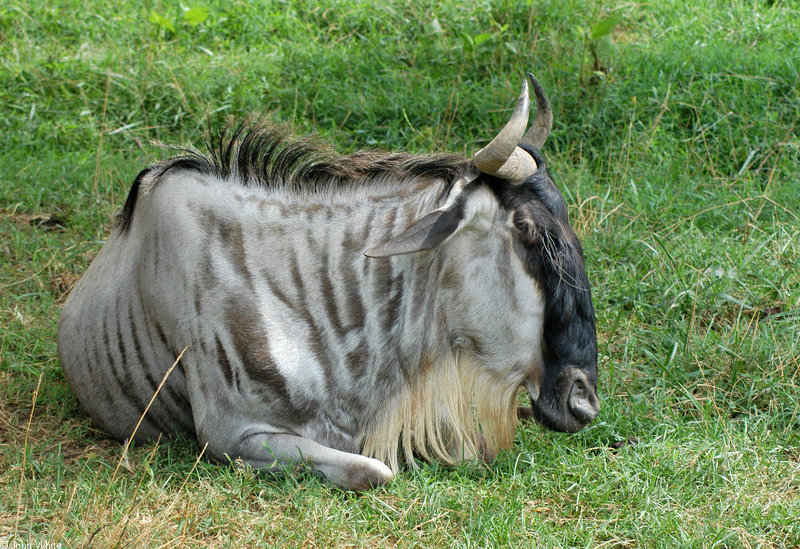 Blue Wildebeest (Connochaetes taurinus); DISPLAY FULL IMAGE.
