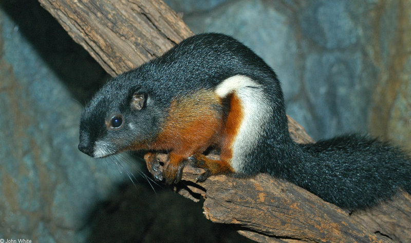 Prevost's Squirrel (Callosciurus prevosti); DISPLAY FULL IMAGE.