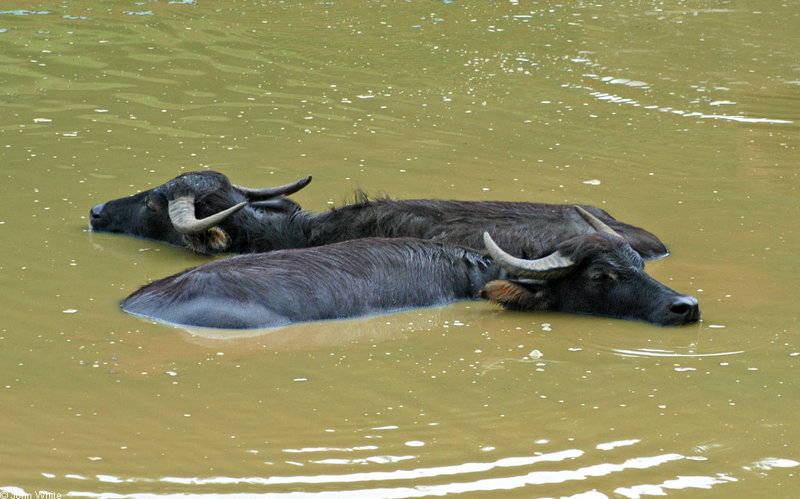 Wild Water Buffalo (Bubalus arnee); DISPLAY FULL IMAGE.