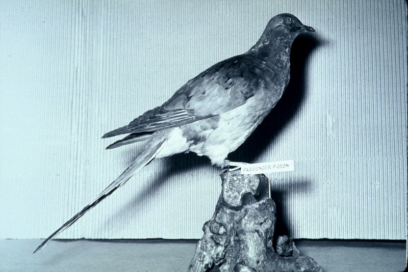(Extinct) Passenger Pigeon (Ectopistes migratorius) {!--나그네비둘기(북미/멸종)-->; DISPLAY FULL IMAGE.