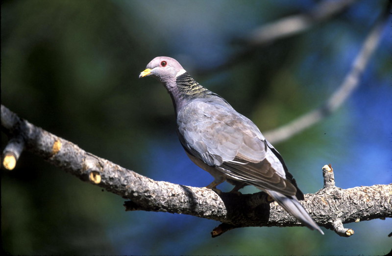 Band-tailed Pigeon (Columba fasciata) {!--줄무늬꼬리비둘기(아메리카)-->; DISPLAY FULL IMAGE.