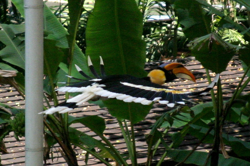 Great Pied Hornbill (Buceros bicornis) {!--큰코뿔새-->; DISPLAY FULL IMAGE.