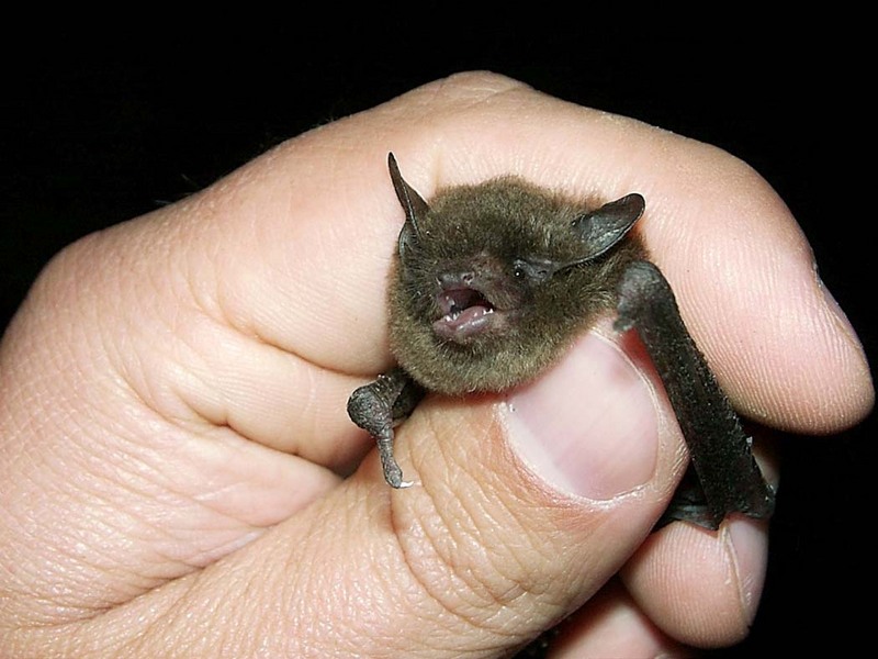 Indiana Bat (Myotis sodalis) {!--인디애나박쥐-->; DISPLAY FULL IMAGE.