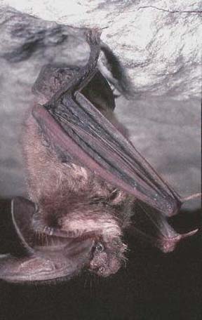 Townsend's Big-eared Bat (Plecotus townsendii) {!--타운젠드토끼박쥐-->; Image ONLY