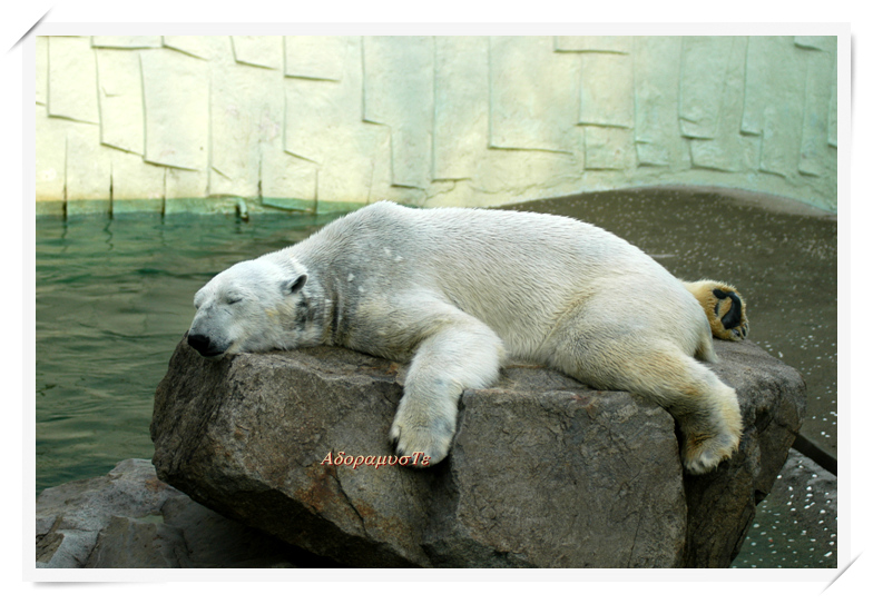흰곰의 낮잠; DISPLAY FULL IMAGE.