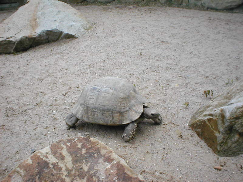 turtle; DISPLAY FULL IMAGE.