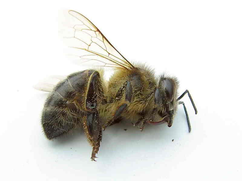 Bee; DISPLAY FULL IMAGE.