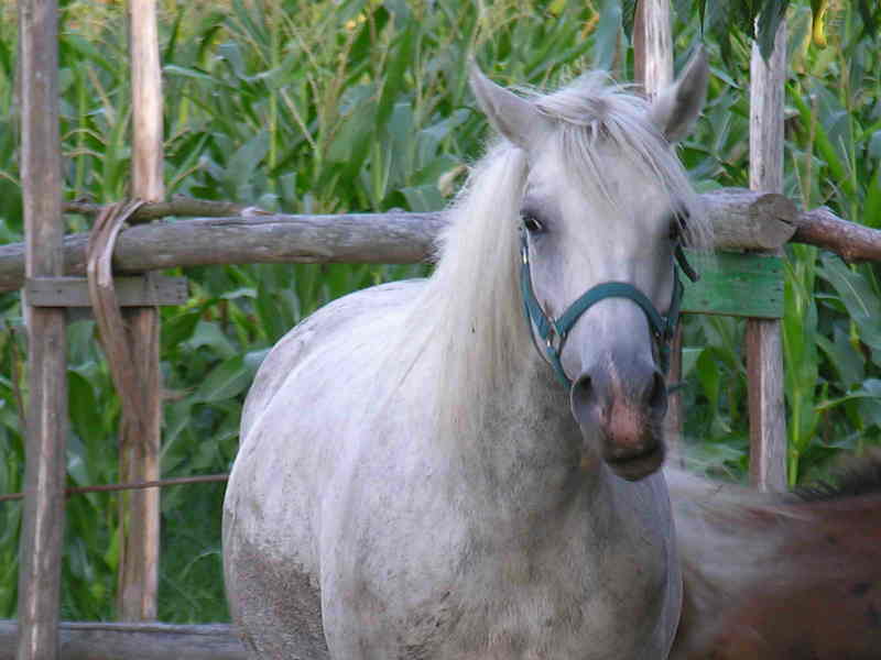 cabalo; DISPLAY FULL IMAGE.