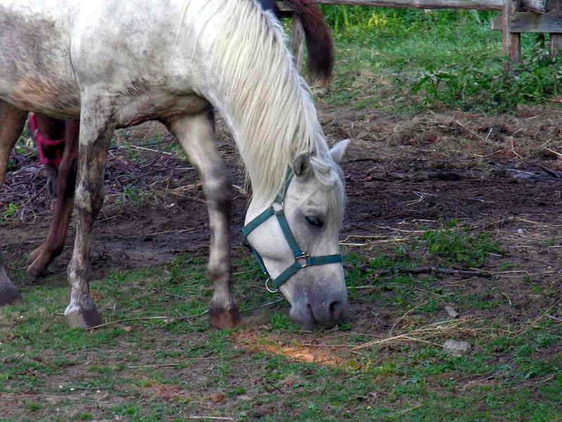 horse; DISPLAY FULL IMAGE.