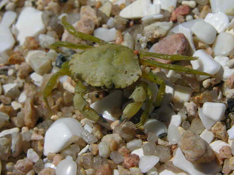 crab; DISPLAY FULL IMAGE.