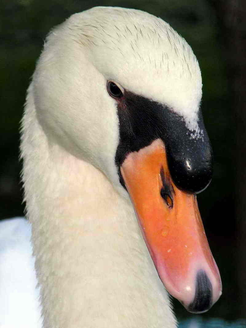 swan; DISPLAY FULL IMAGE.