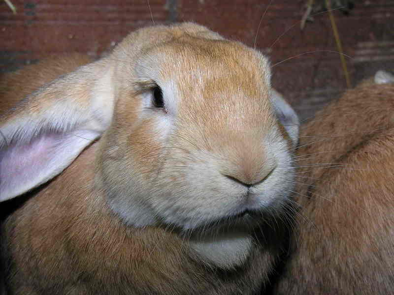 rabbit; DISPLAY FULL IMAGE.