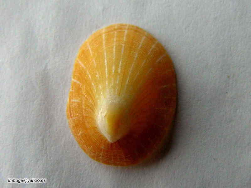 shell; DISPLAY FULL IMAGE.