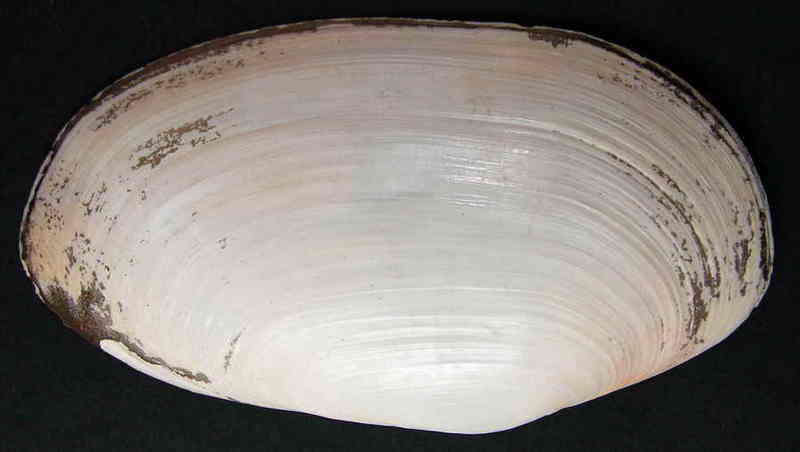 shell Lutraria lutraria; DISPLAY FULL IMAGE.