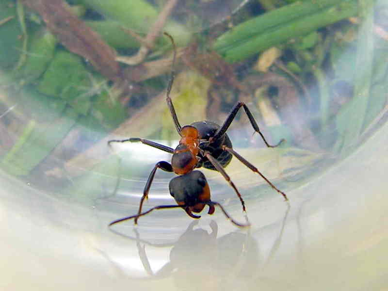 ant; DISPLAY FULL IMAGE.