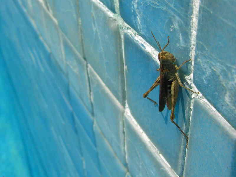 grasshopper; DISPLAY FULL IMAGE.