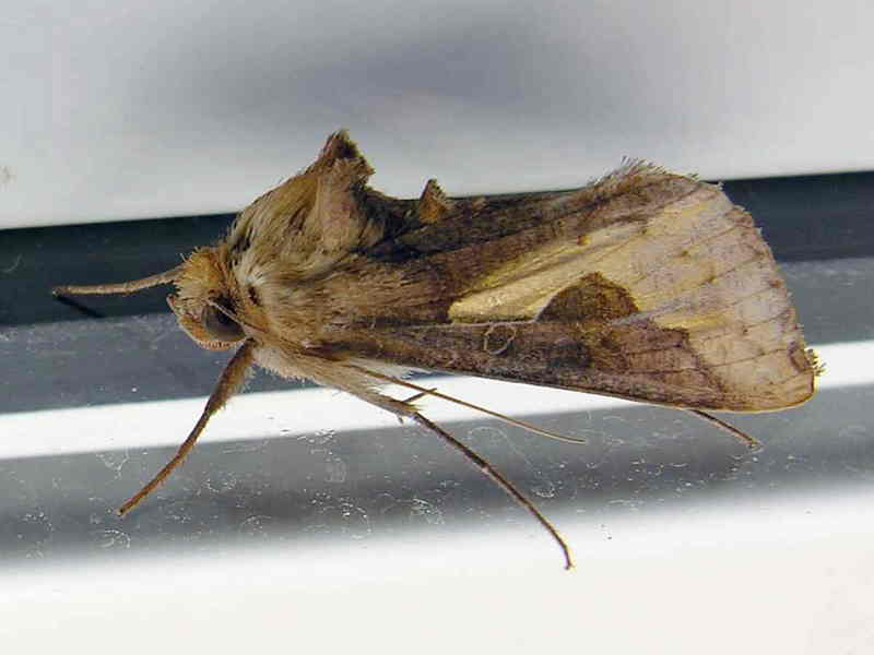 moth; DISPLAY FULL IMAGE.