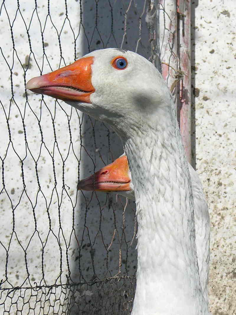 goose; DISPLAY FULL IMAGE.