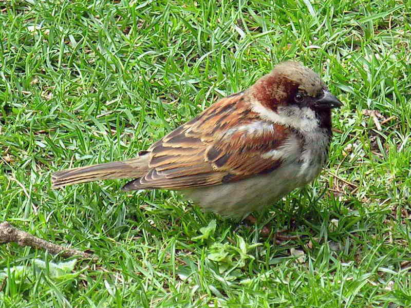 bird -- House Sparrow; DISPLAY FULL IMAGE.