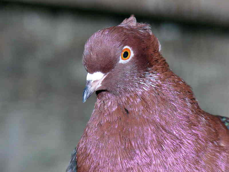 pigeon; DISPLAY FULL IMAGE.